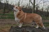 CORGI PEMBROKE 1443